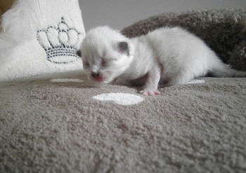 FEMELLE SEAL MITTED  - 9 jours - Chatterie Ragdolls du Val de Beauvoir